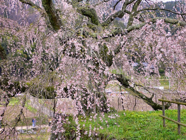 matabezakura_01.jpg