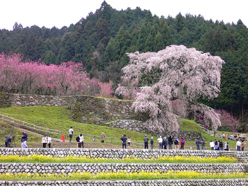 matabezakura_03.jpg
