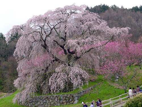 matabezakura_04.jpg