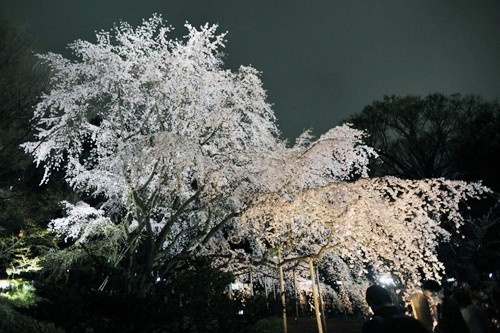 rikugien_at_night_2718.jpg