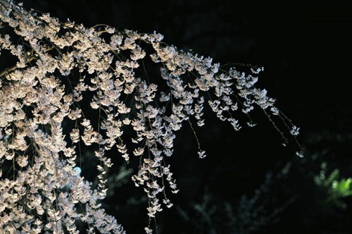 rikugien_at_night_2734.jpg