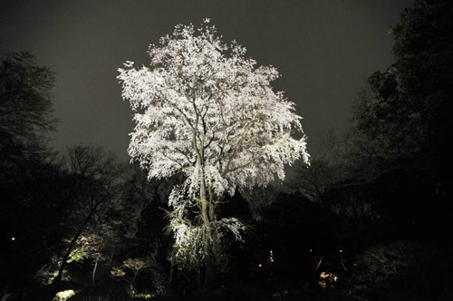 rikugien_at_night_2878.jpg