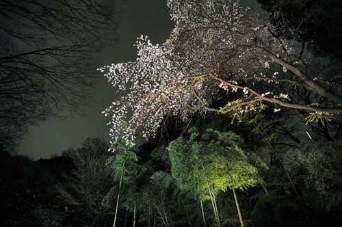 rikugien_at_night_2899.jpg