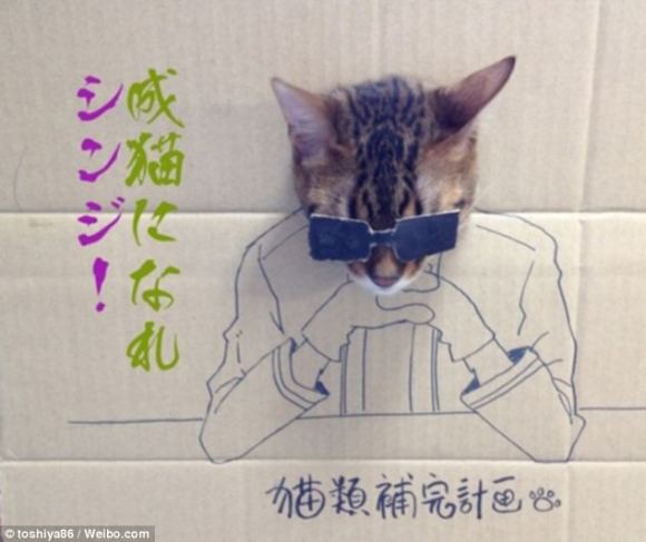 a-pair-of-cardboard-sunglasses-seem-to-somehow-stay-on-its-whilst-the-owner-takes-a-picture.jpg