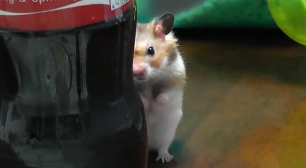 el-hamster-te-vigila-video-japonshop.png