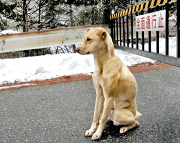 nuevo_hachiko_japonshop_japonpop.jpg