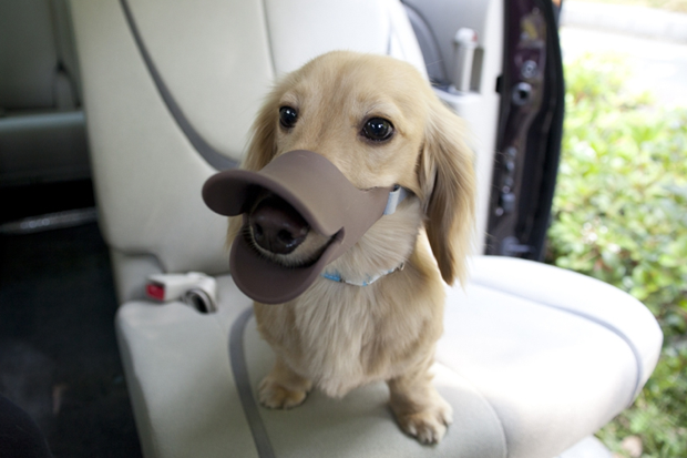 perro-pico-pato-japonshop.png
