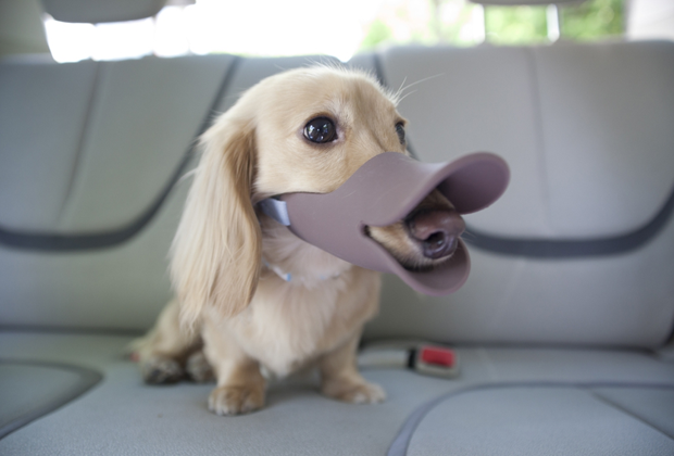 perro-pico-pato-japonshop05.png