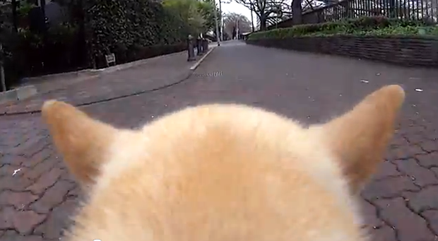 camara-para-perros-japonshop.png