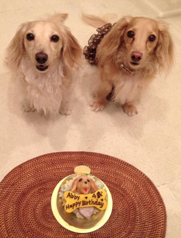 tartas-para-perros-japonshop02.jpg
