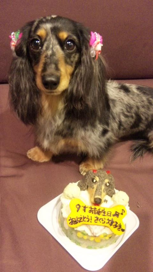 tartas-para-perros-japonshop04.jpg