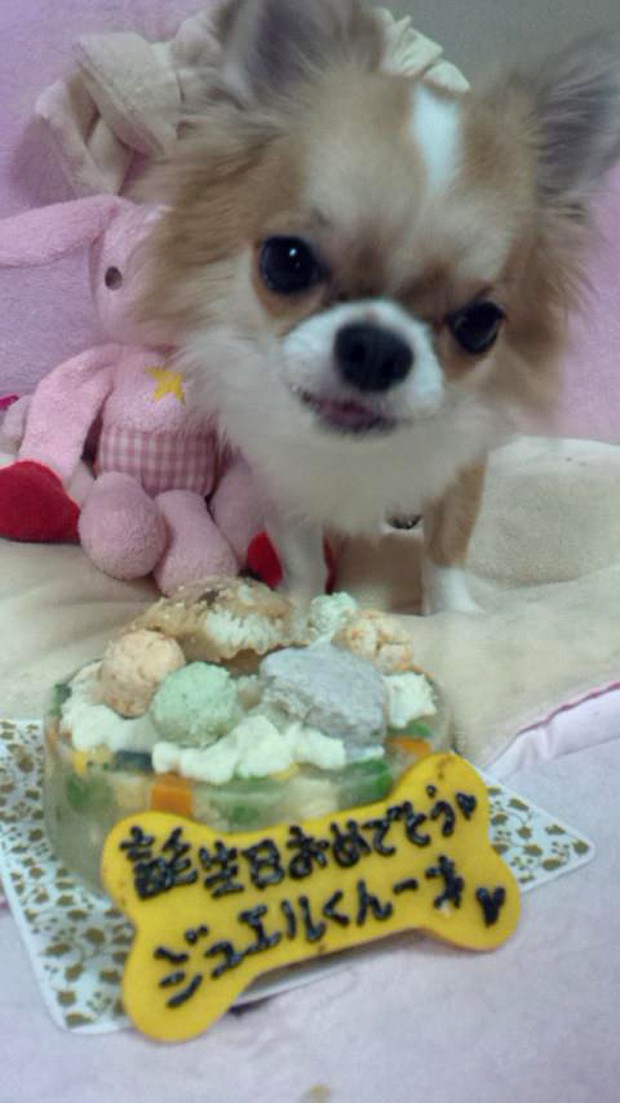 tartas-para-perros-japonshop05.jpg