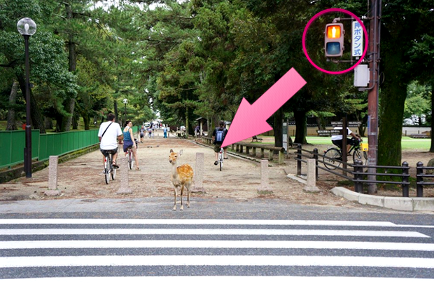 ciervo-esperando-semaforo-japon-japonshop.png