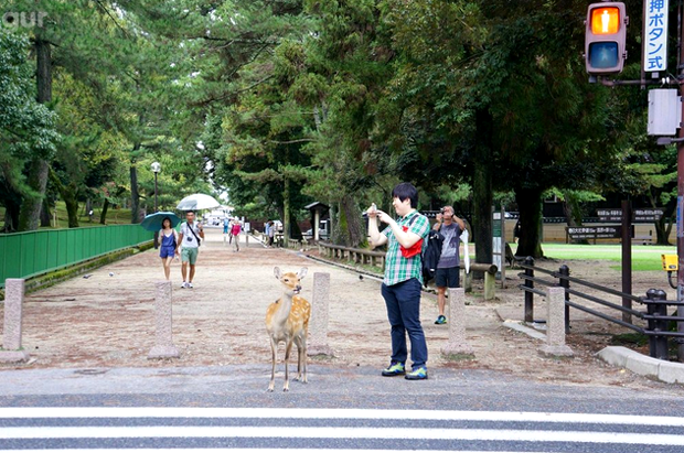 ciervo-esperando-semaforo-japon-japonshop02.png