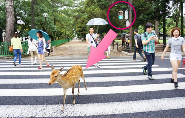 ciervo-esperando-semaforo-japon-japonshop04.png
