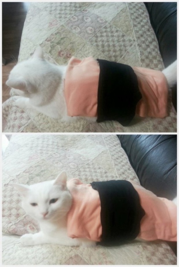 perro-gato-sushi-japonshop02.jpg