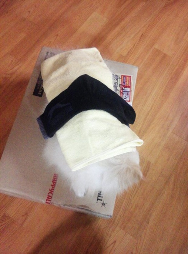 perro-gato-sushi-japonshop03.jpg