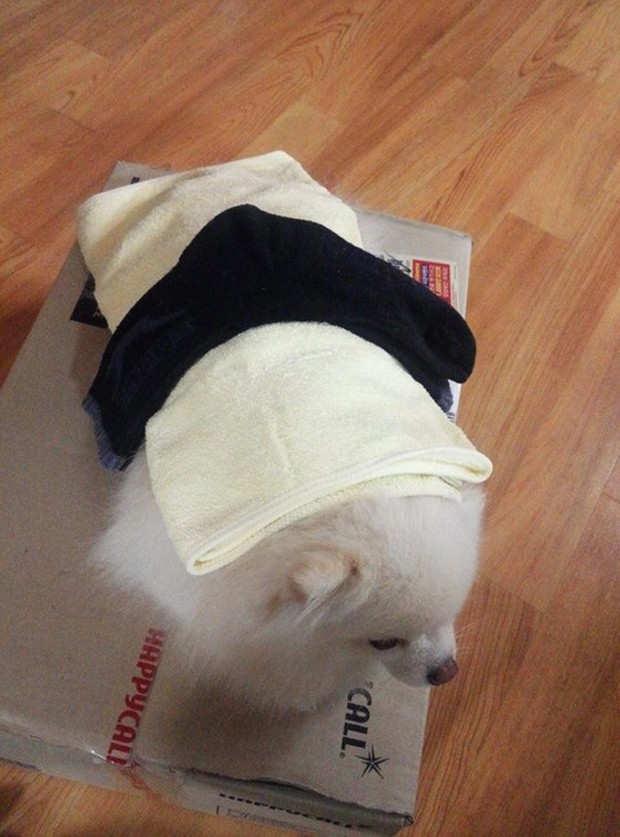perro-gato-sushi-japonshop04.jpg