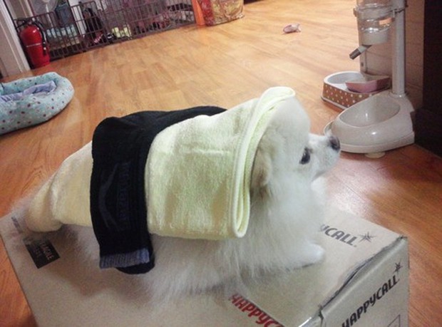 perro-gato-sushi-japonshop05.jpg