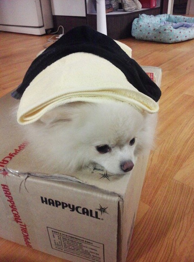 perro-gato-sushi-japonshop06.jpg