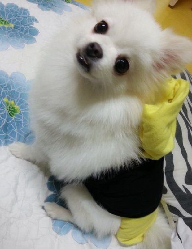 perro-gato-sushi-japonshop07.jpg