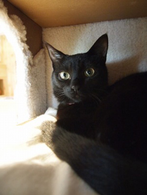 cafeteria-japon-gatos-negros-japonshop014.jpg