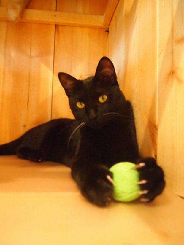 cafeteria-japon-gatos-negros-japonshop02.jpg