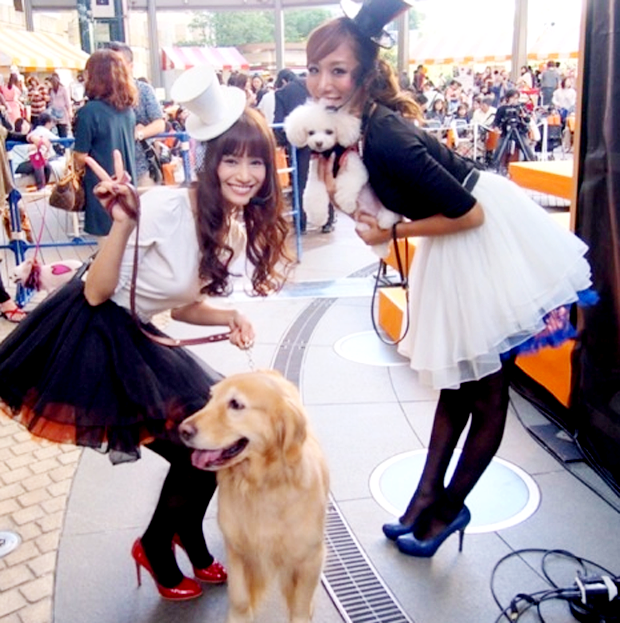 halloween-mascotas-japon-japonshop062.png
