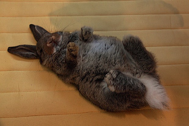 conejitos-japoneses-dormidos-japon-japonshop05.jpg