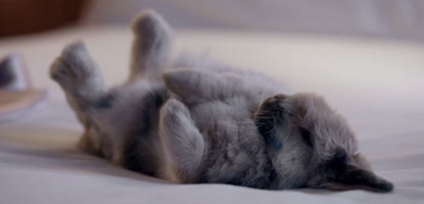 conejitos-japoneses-dormidos-japon-japonshop07.png