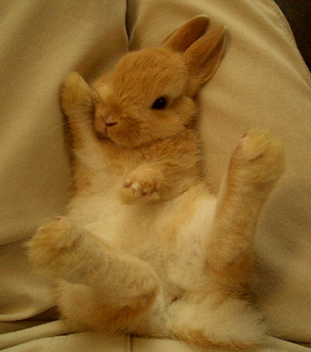 conejitos-japoneses-dormidos-japon-japonshop08.jpg