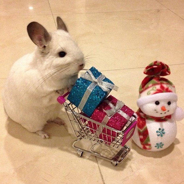 chinchilla-japonesa-japonshop.jpg