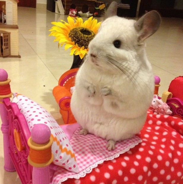 chinchilla-japonesa-japonshop010-617x620.jpg