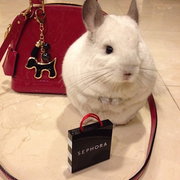 chinchilla-japonesa-japonshop011.jpg