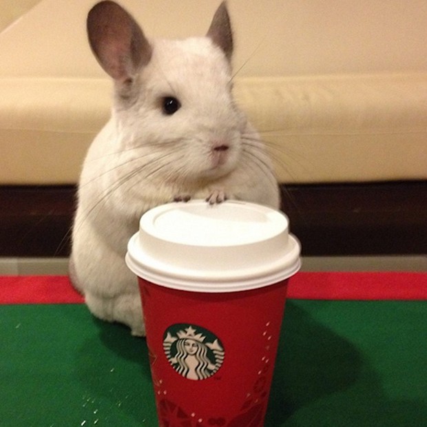 chinchilla-japonesa-japonshop012.jpg