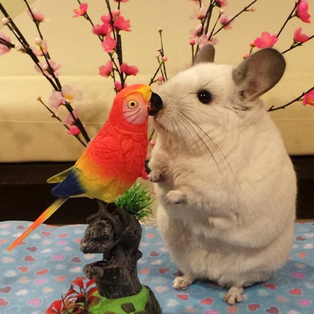 chinchilla-japonesa-japonshop013.jpg