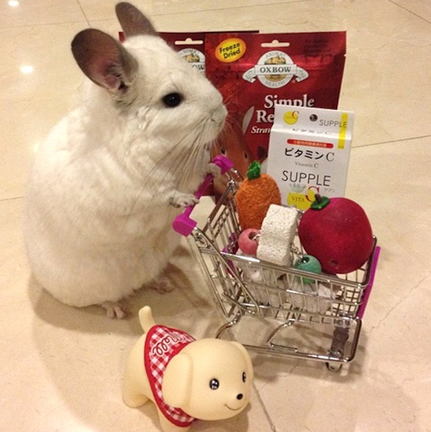 chinchilla-japonesa-japonshop014.jpg