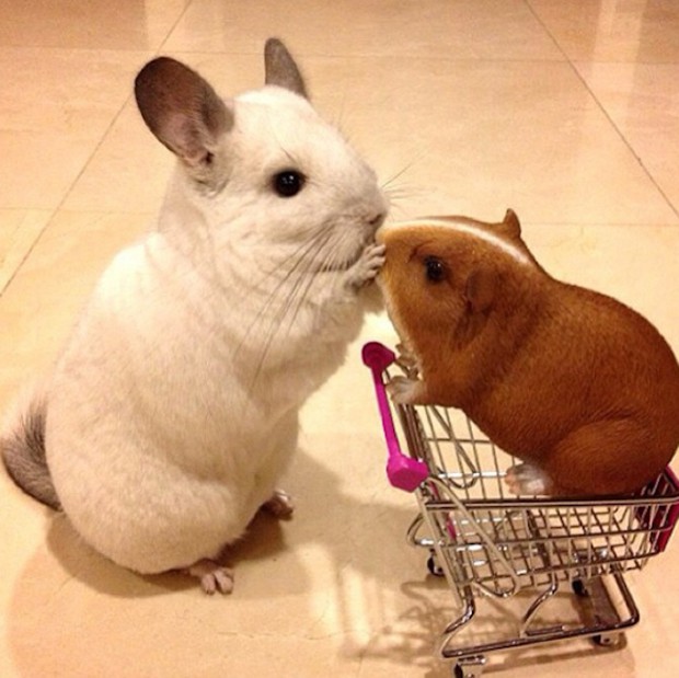 chinchilla-japonesa-japonshop016.jpg