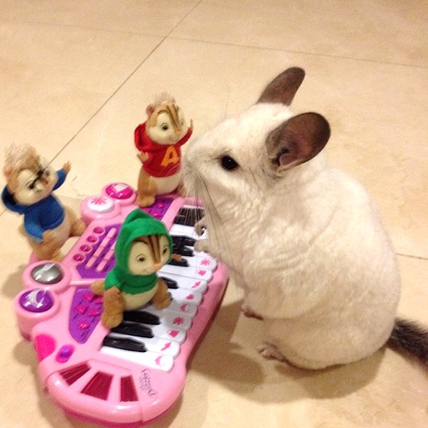 chinchilla-japonesa-japonshop017.jpg