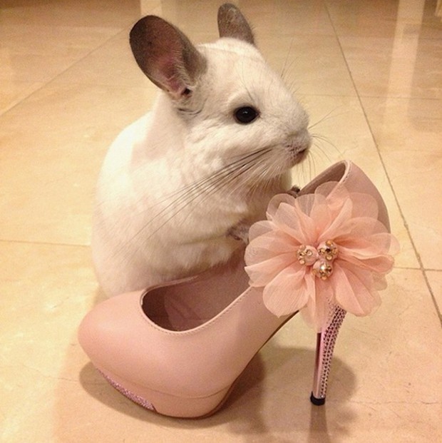 chinchilla-japonesa-japonshop018.jpg