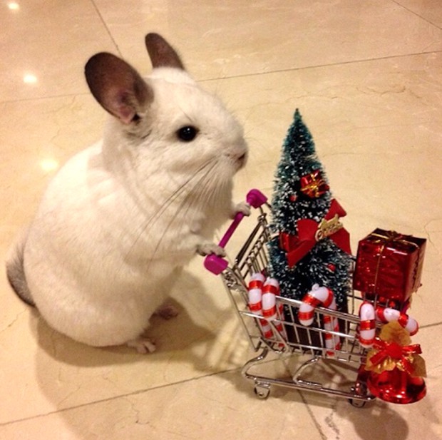 chinchilla-japonesa-japonshop019.jpg