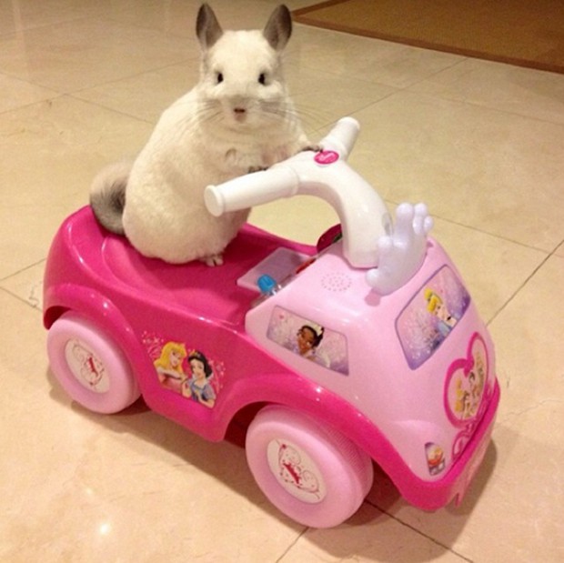 chinchilla-japonesa-japonshop02.jpg