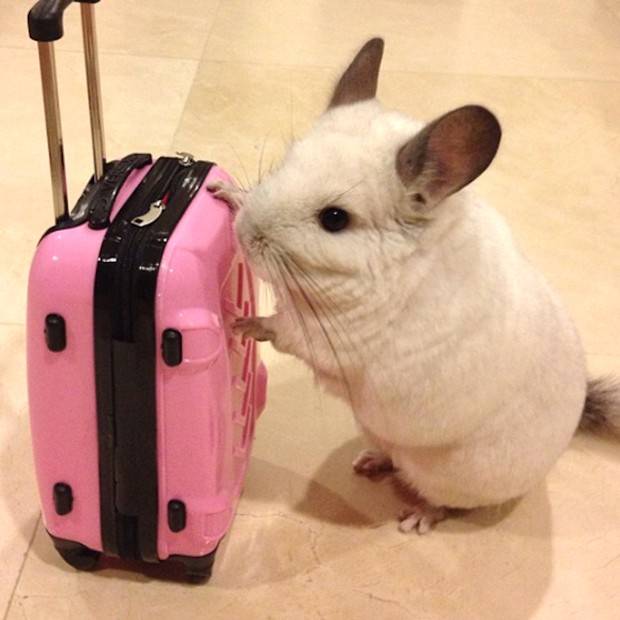 chinchilla-japonesa-japonshop020.jpg