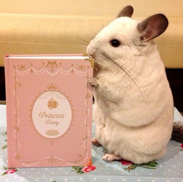chinchilla-japonesa-japonshop021.jpg