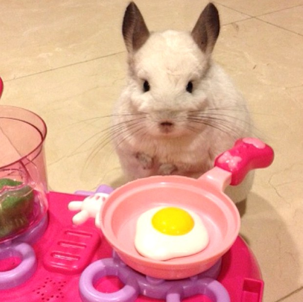 chinchilla-japonesa-japonshop022.jpg