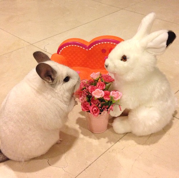 chinchilla-japonesa-japonshop023.jpg