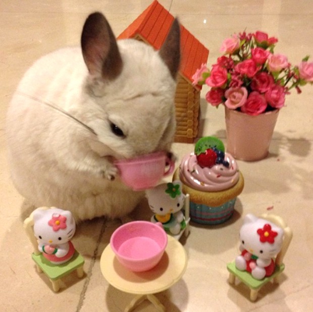 chinchilla-japonesa-japonshop024.jpg