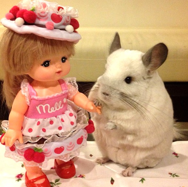 chinchilla-japonesa-japonshop025.jpg