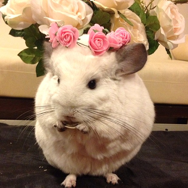 chinchilla-japonesa-japonshop03.jpg