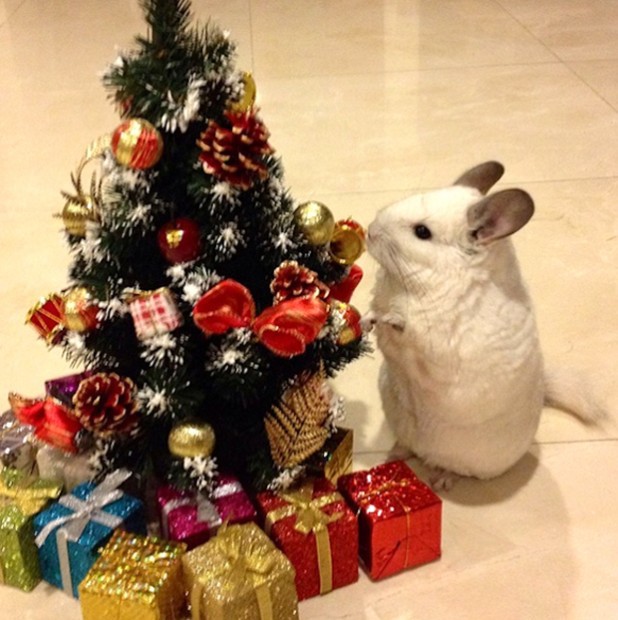 chinchilla-japonesa-japonshop04-618x620.jpg
